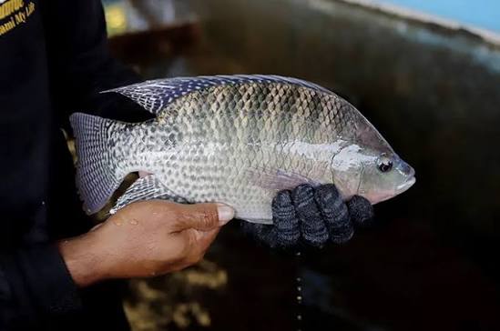 ikan nila hitam (image: Halodoc)